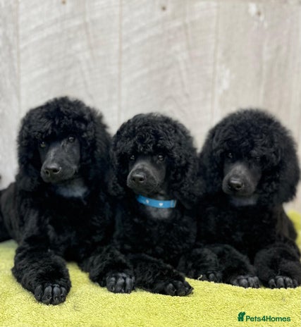 Miniature Poodle dogs Boys,Boys,Boys! Stunning Miniature Poodle Puppies - Advert 2
