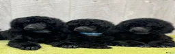 Miniature Poodle dogs for sale: Boys,Boys,Boys! Stunning Miniature Poodle Puppies - Advert 16