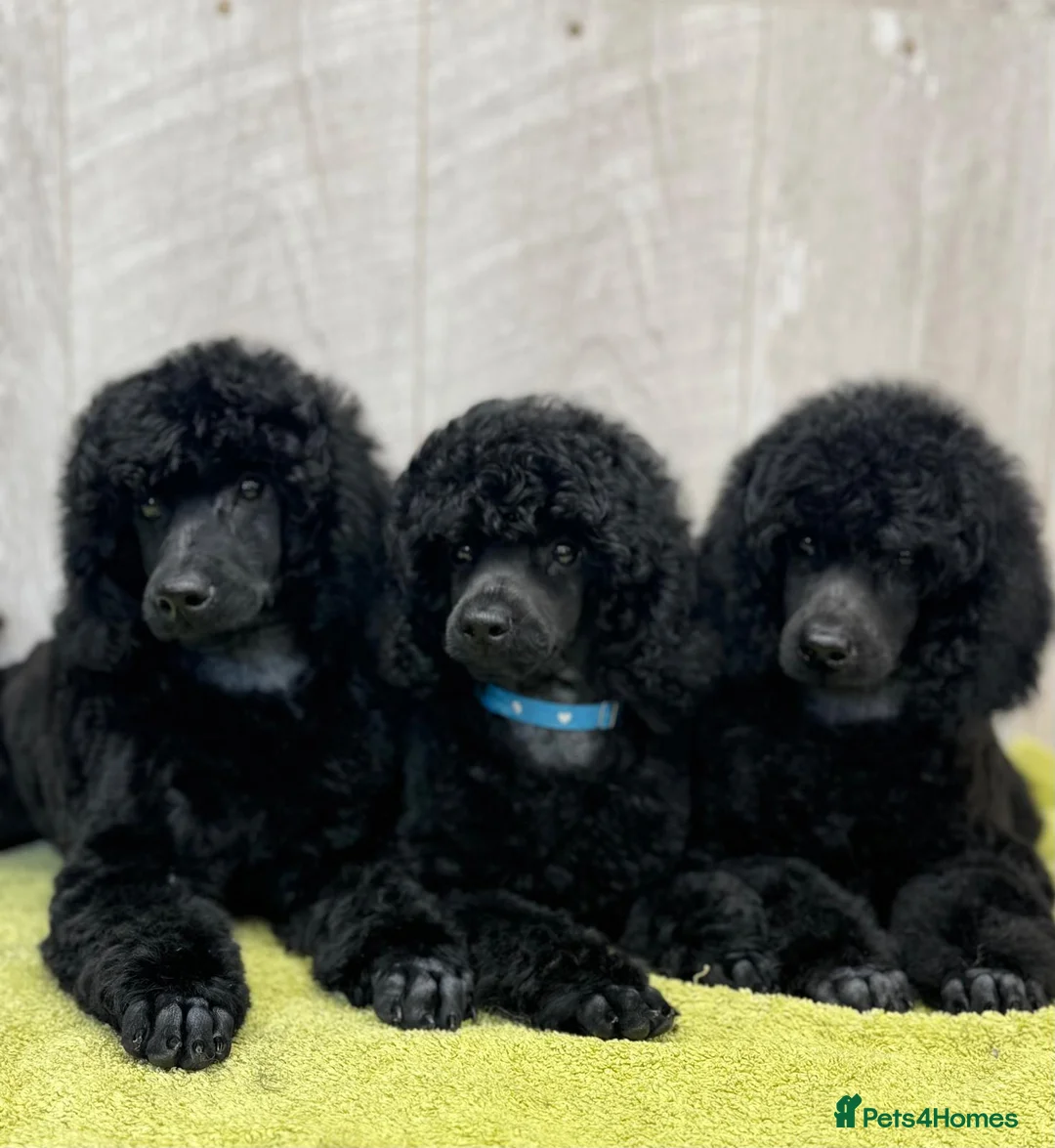 Miniature Poodle dogs for sale: Boys,Boys,Boys! Stunning Miniature Poodle Puppies - Advert 16