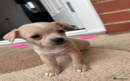Chihuahua dogs for sale: Chihuahua Puppies ready for new HOME - Image 5