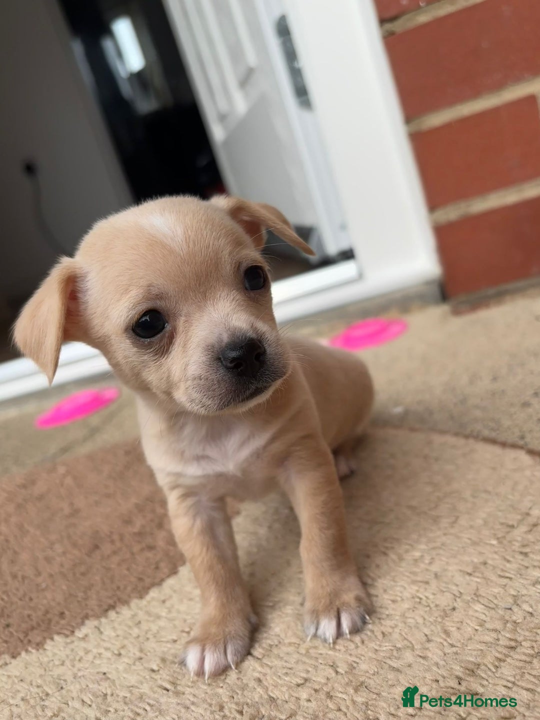 Chihuahua dogs for sale: Chihuahua Puppies ready for new HOME - Image 5