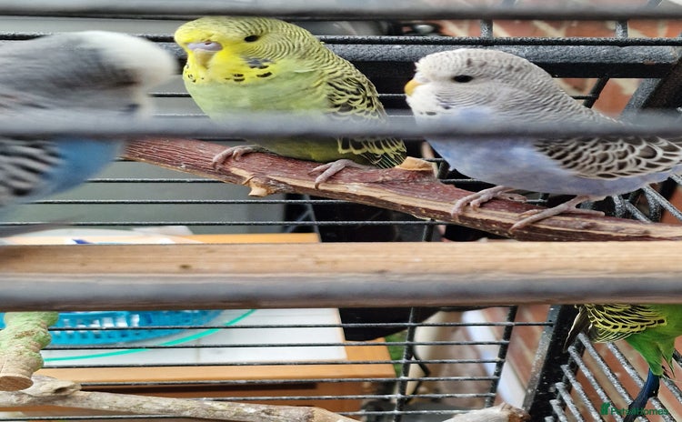 Budgerigars birds - Advert 2