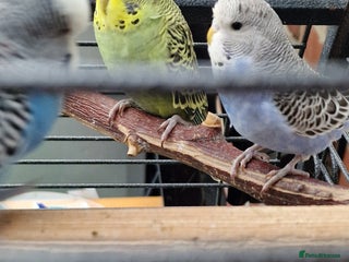 Budgerigars birds - Advert 35
