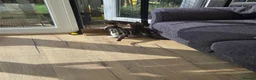 Mixed Breed cats for sale: Kittens in Wigan - Advert 4