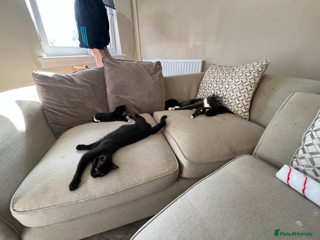 Mixed Breed cats for sale: Two handsome males and one stunning female kitten - Image 5