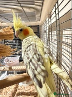 Budgerigars birds Beautiful tame cocktiels for sale - Advert 2