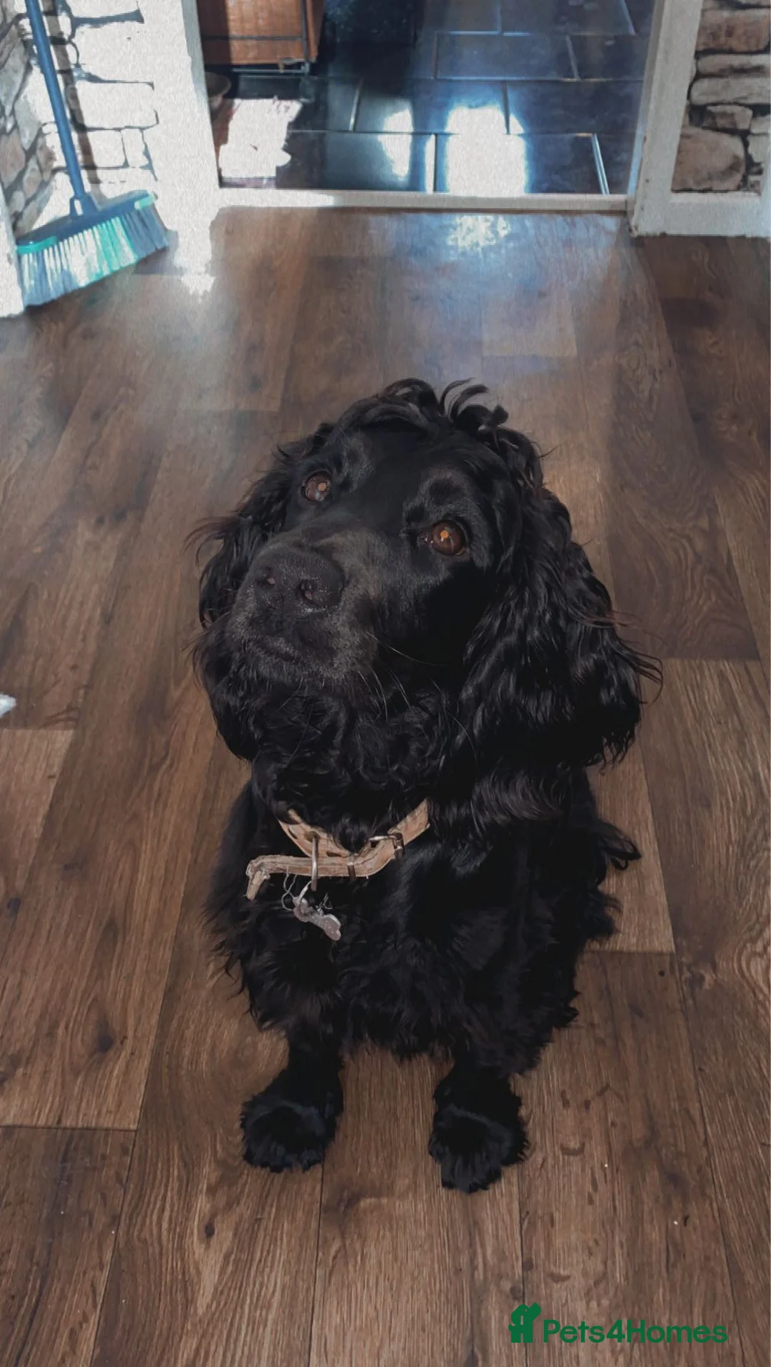 Cocker Spaniel dogs for sale: Cocker spaniel puppies for sale  - Advert 11
