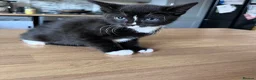 Mixed Breed cats for sale: Adorable Kittens Ready for Their New Hom - Advert 6