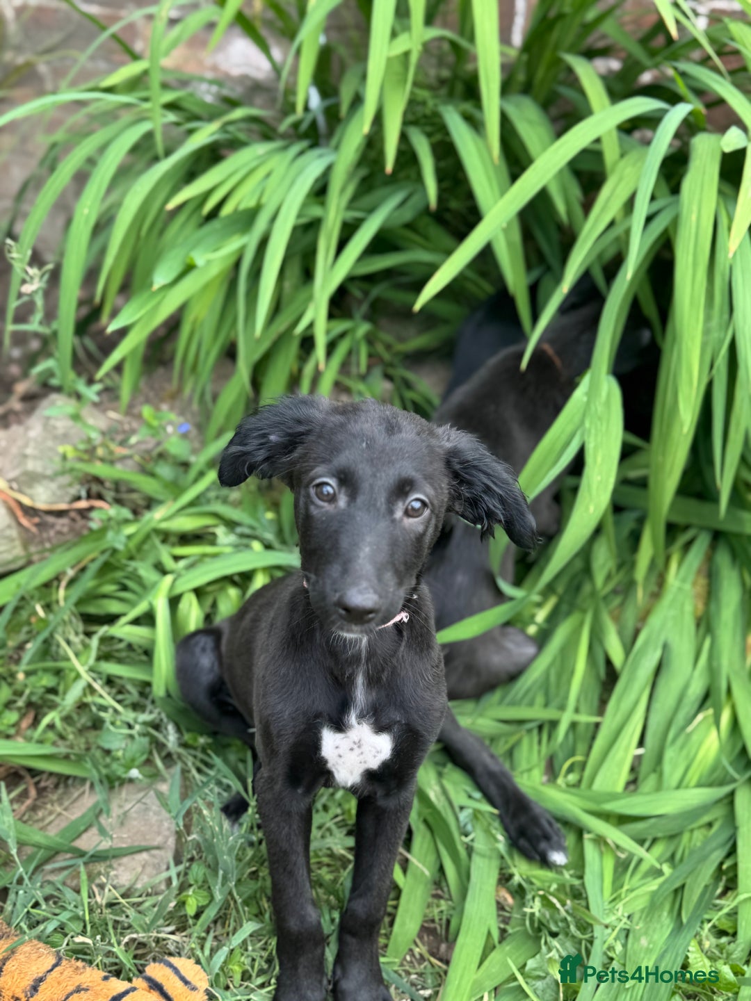 Mixed Breed dogs for sale: Saluki Lurcher pups - Image 11