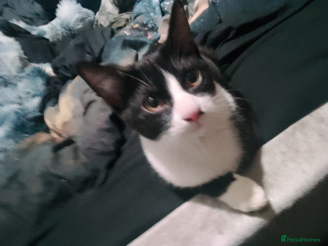 American Shorthair cats for sale: *1 kitten available* American shorthair kittens  - Image 1