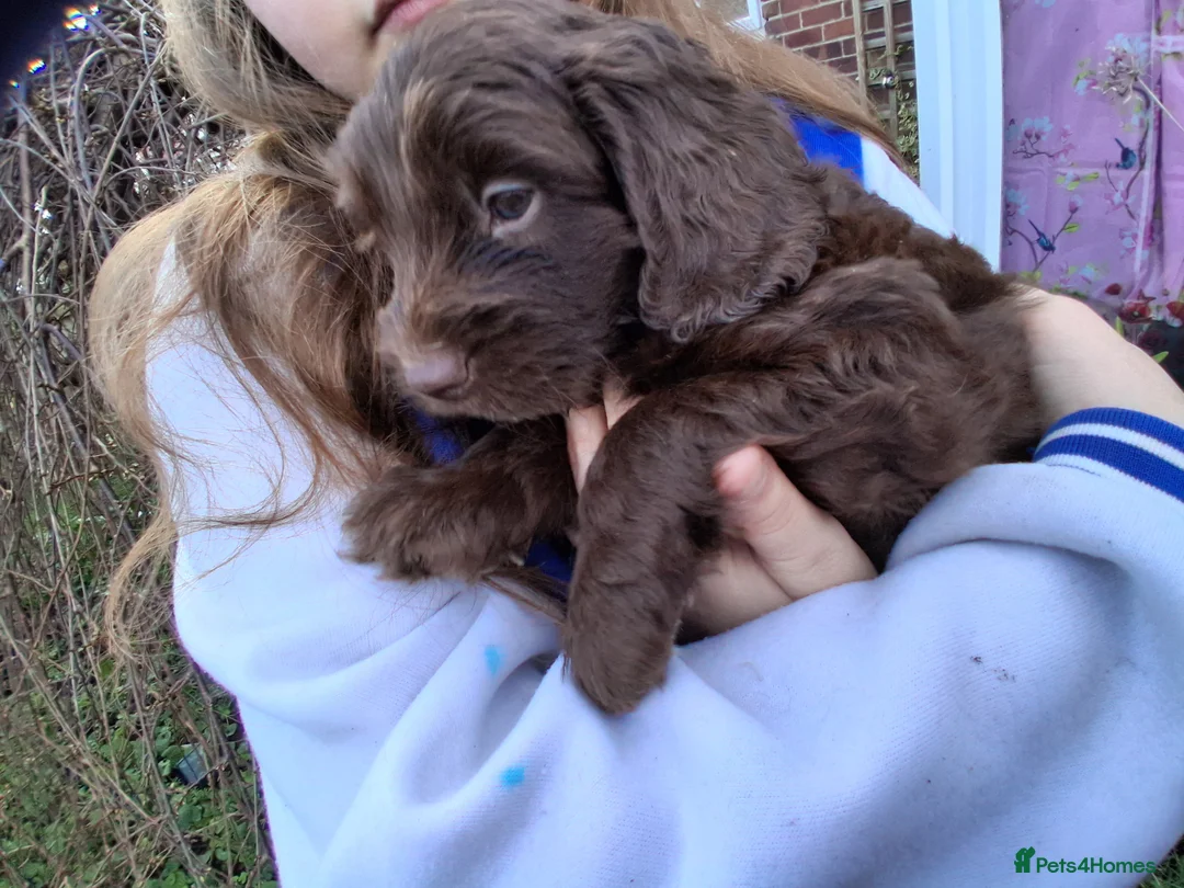 Cockapoo dogs for sale: Stunning cockerpoo puppies ready mid March - Advert 15