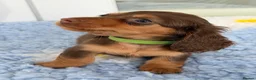 Miniature Dachshund dogs for sale: Kc Kaninchen dachshund weeny weeny  - Advert 11