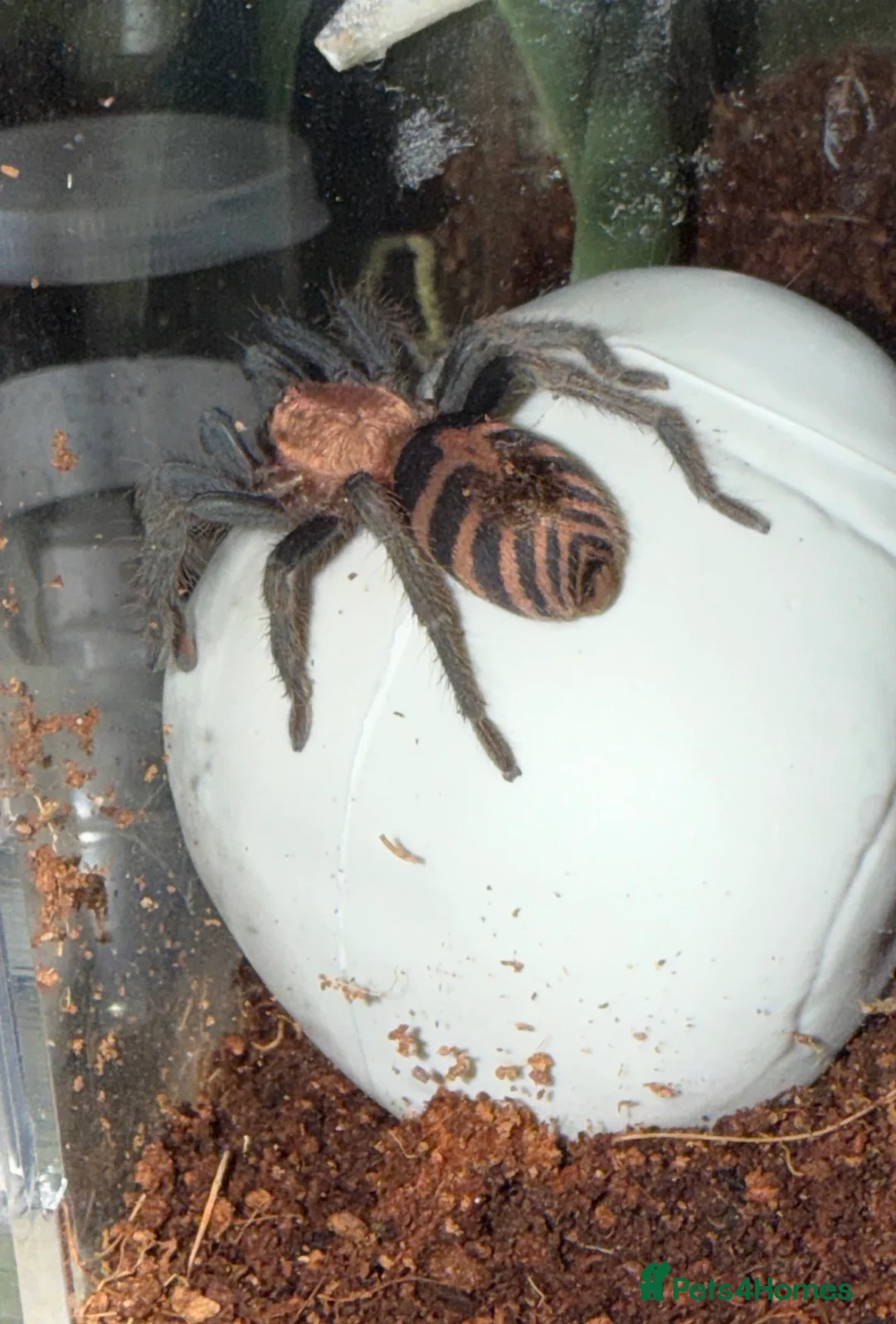 Tarantulas invertebrates for sale: Tarantulas wanted - Advert 3