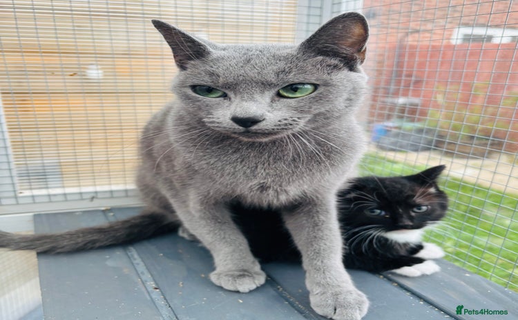 Russian Blue cats - Advert 8