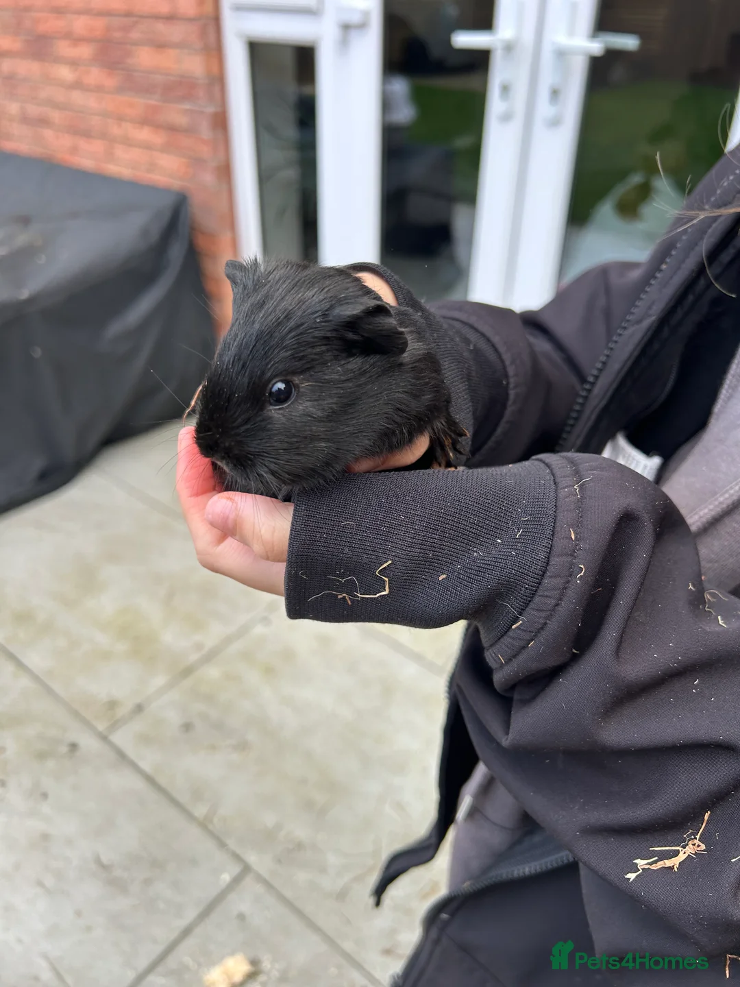 Guinea Pig rodents for sale: Two baby guinea pigs  - Advert 7