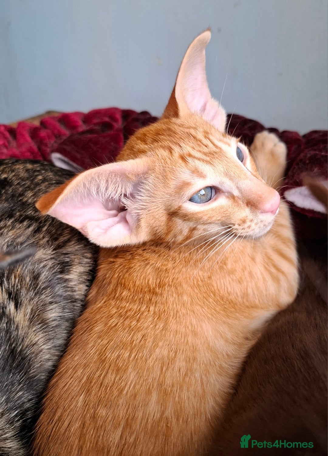 Oriental cats for sale: Merrytail - Image 4