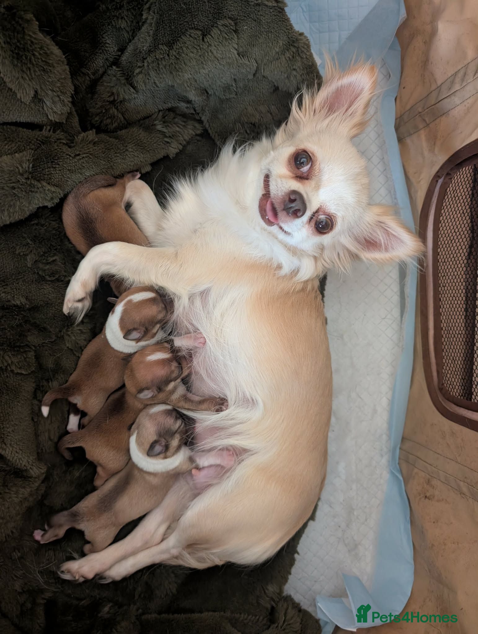 Chihuahua dogs Chihuahua  - Advert 3