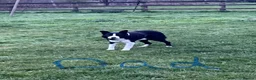 Border Collie dogs for sale: ⭐️2 Border Collie Pups left⭐️ - Advert 10