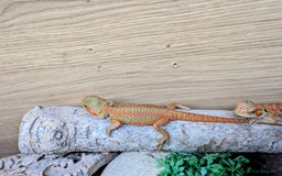 Bearded Dragon reptiles for sale: 50% & 100% red monster bearded dragons  - Image 24