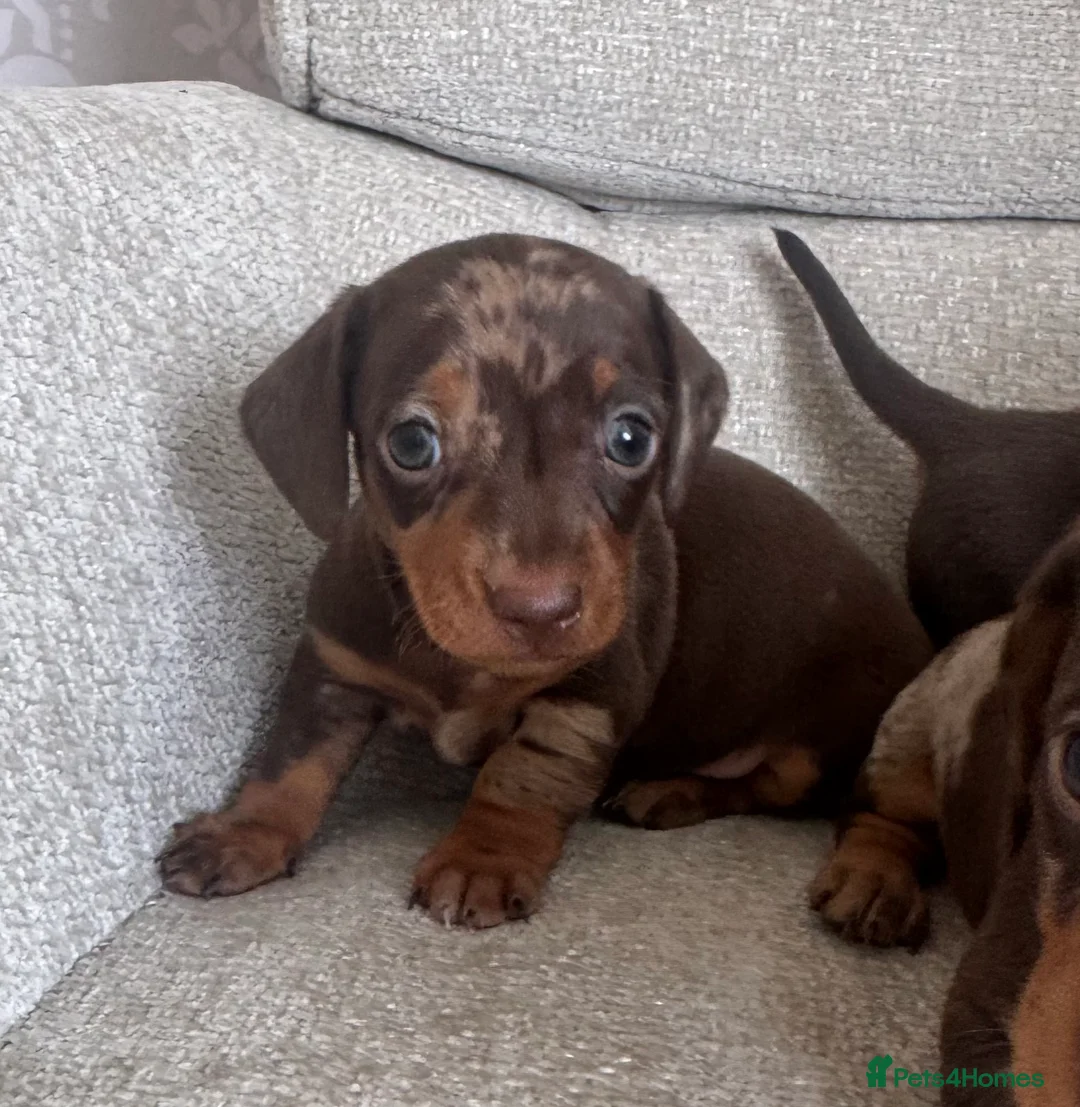 Miniature Dachshund dogs for sale: Stunning top quality mini dachshunds one boy left - Advert 2