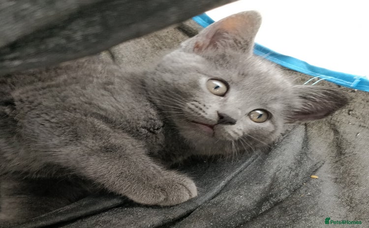 Russian Blue cats - Advert 1