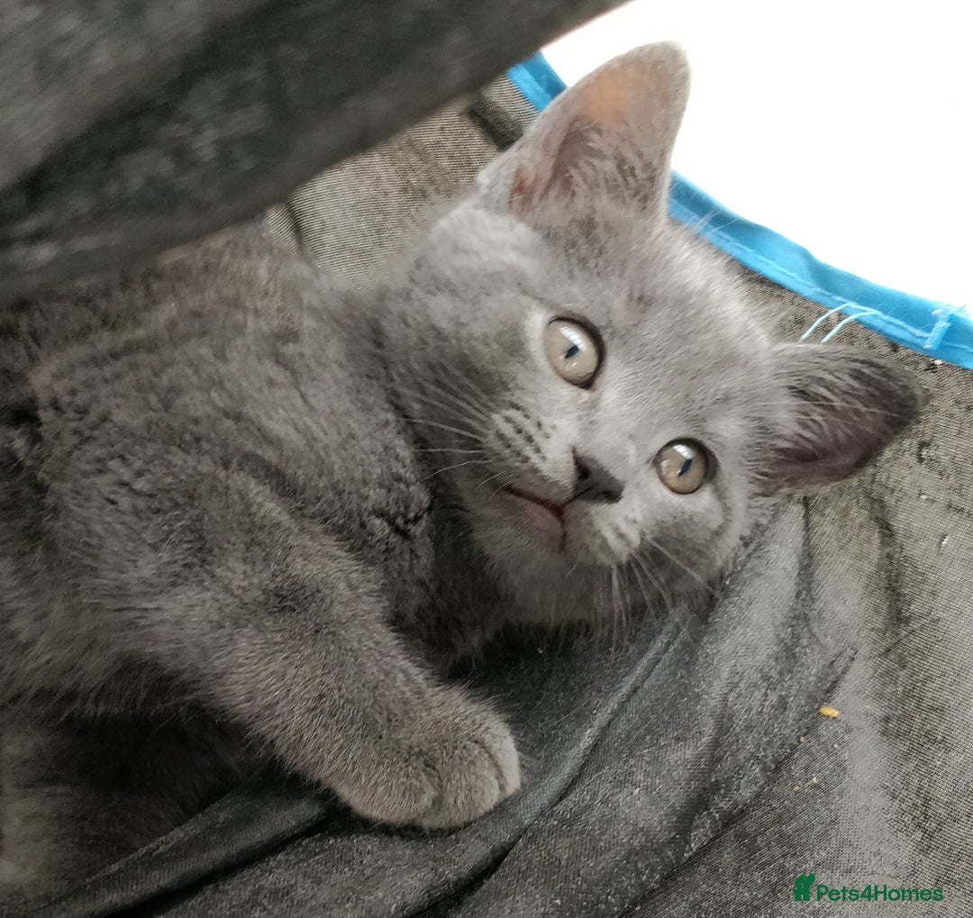 Russian Blue cats for sale: ABSOLUTELY STUNNING RUSSIAN BLUE KITTENS 8 WEEKS  - Image 1