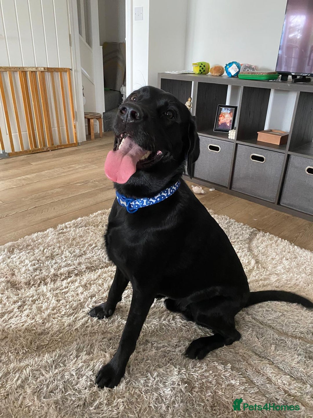 Labrador Retriever dogs for sale: Handsome Reggie needs forever family - Image 1