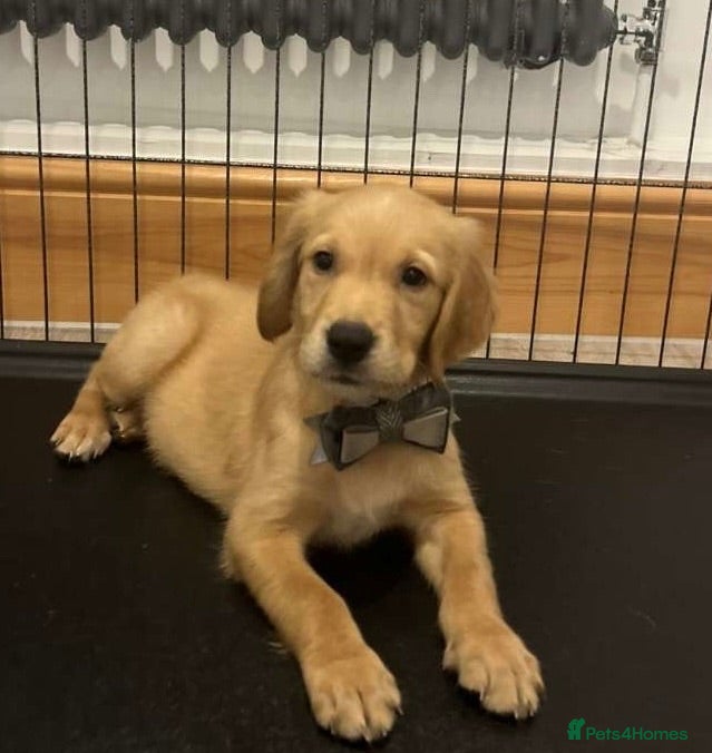 Golden Retriever dogs KC Fox Red Golden Retriever Puppies  - Advert 1