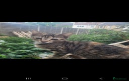 Domestic Shorthair cats for sale: Beautiful kittens need homes - Image 3