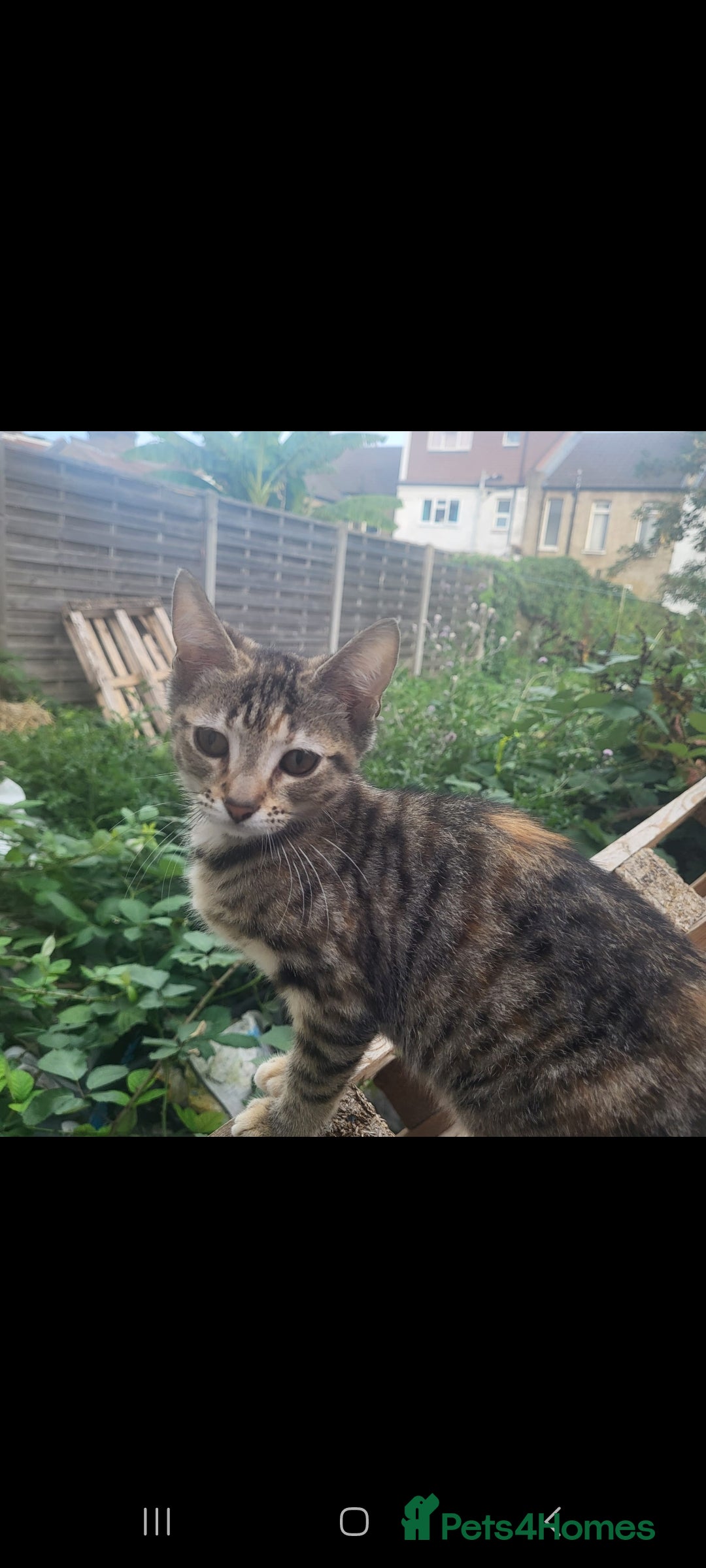 Domestic Shorthair cats for sale: Beautiful kittens need homes - Image 3