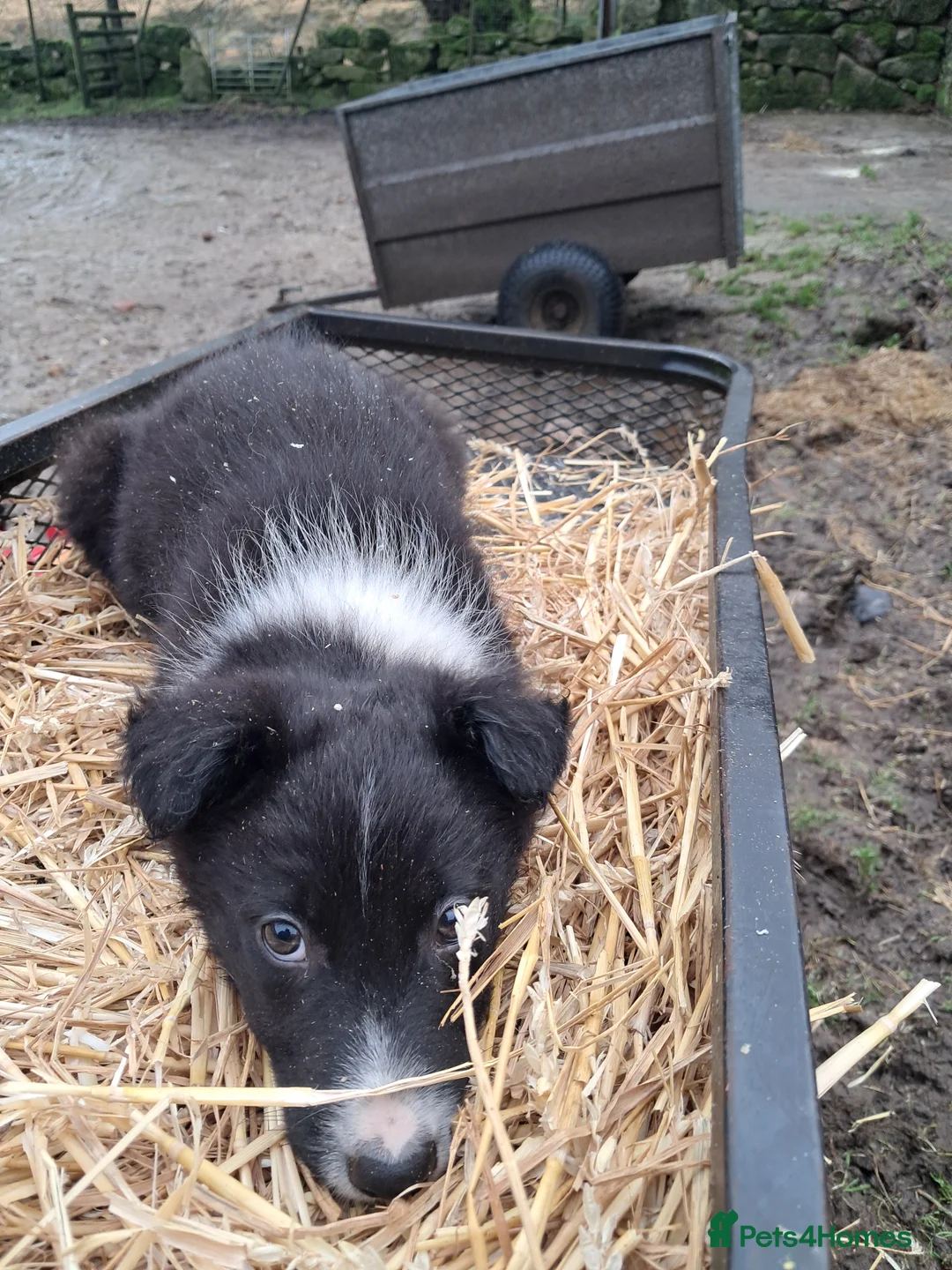 Mixed Breed dogs for sale: Three Collie pups for working highly active homes - Advert 7