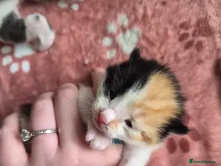 Mixed Breed cats 2 little girls left - Advert 5