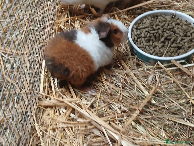 Guinea Pig rodents - Advert 6