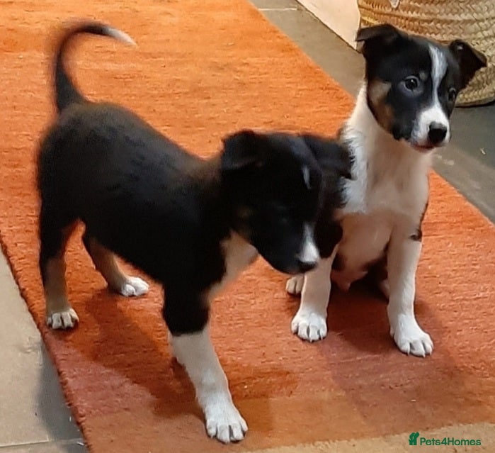Border Collie dogs Bouncy Border Collies*Ready* - Advert 1