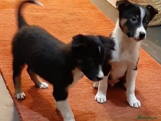 Border Collie dogs Bouncy Border Collies*Ready* - Advert 1