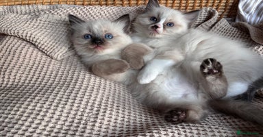 Ragdoll cats - Advert 12