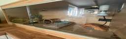Gecko reptiles for sale: Leopard gecko & setup  - Advert 3
