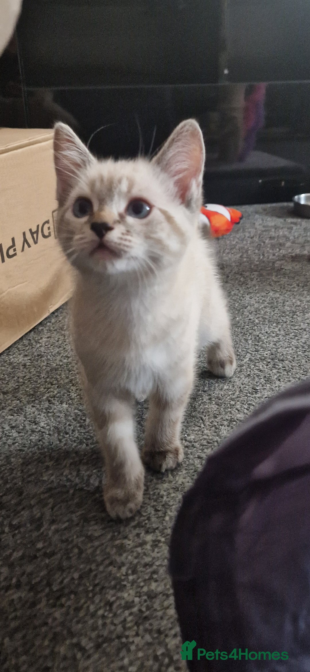 Ragdoll cats for sale: Ragdoll X Bengal - Image 21