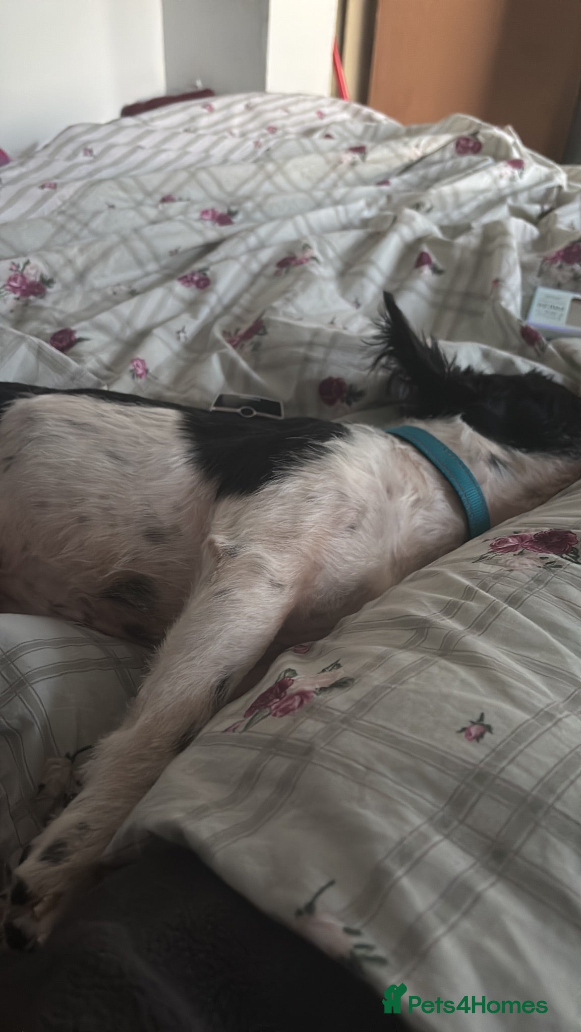 Mixed Breed dogs Carter - Advert 9