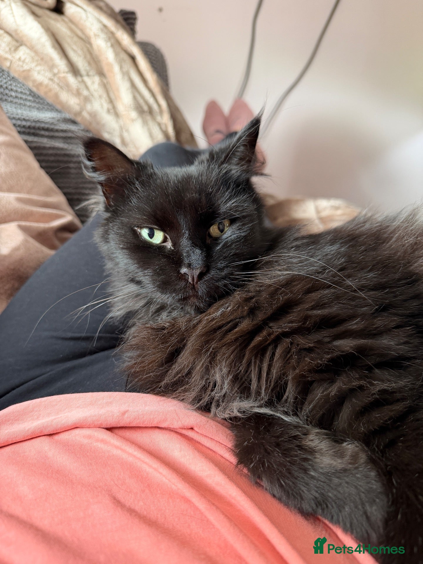 British Longhair cats Super Affectionate Long Haired Boy - Loki 🖤 - Advert 3