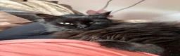 British Longhair cats for sale: Super Affectionate Long Haired Boy - Loki 🖤 - Advert 1