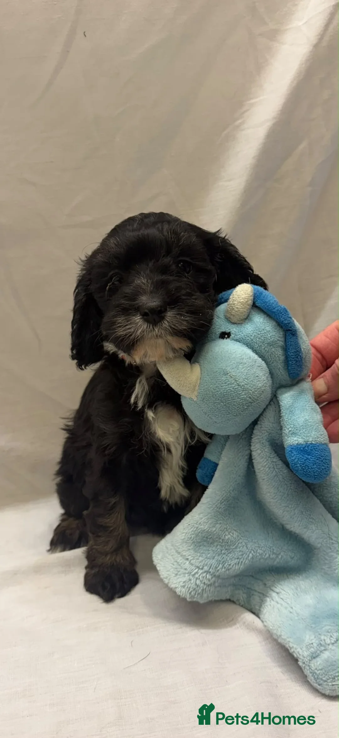Cavapoo dogs for sale: Female Cavapoos looking for their forever homes  - Advert 1