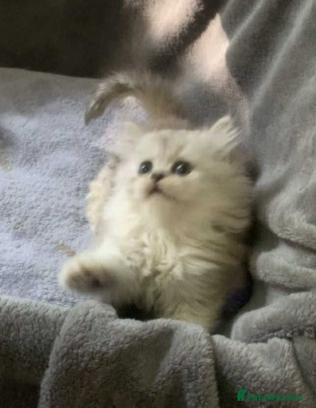 British Longhair cats for sale: BSH and BLH Silvers   in Bournemouth - Image 9
