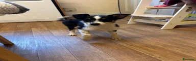 Border Collie 2