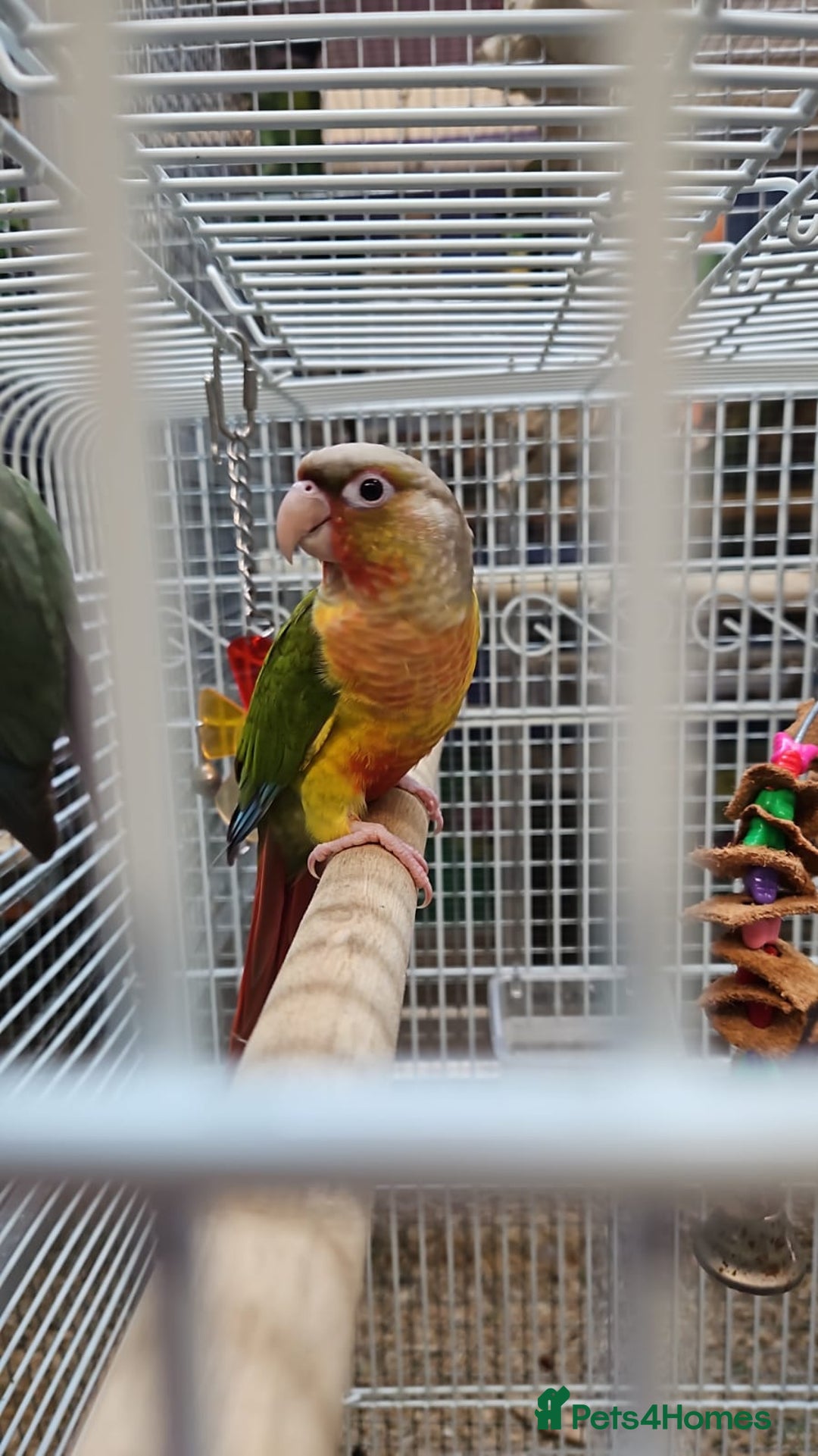Parrots birds for sale: Stunning Birds/Parakeets/Parrots available  - Image 19