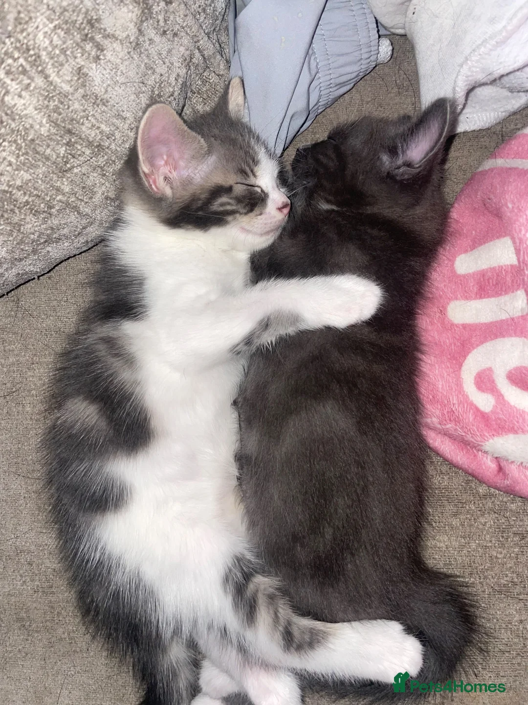 Mixed Breed cats for sale: 3 female kittens  - Advert 2