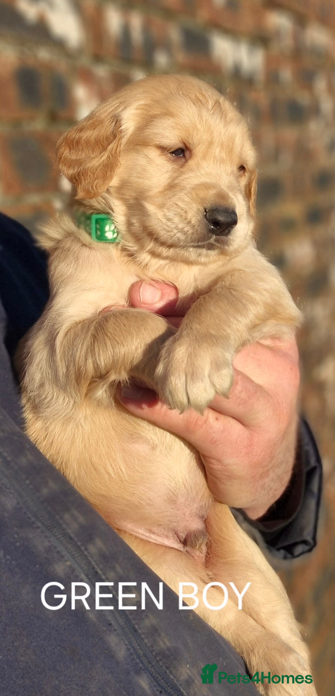 Golden Retriever dogs for sale: KC GOLDEN RETRIEVER PUPPIES, HEALTH SCORED PARENTS - Advert 23