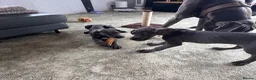 Great Dane dogs for sale: Gorgeous blue KC Great Danes.Ready now! - Advert 3