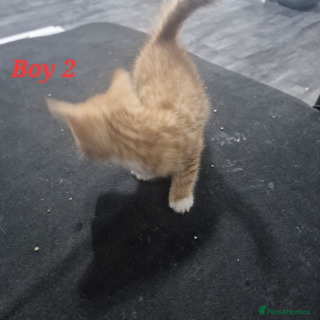 Mixed Breed cats for sale: Beautiful kittens for sale - Image 15
