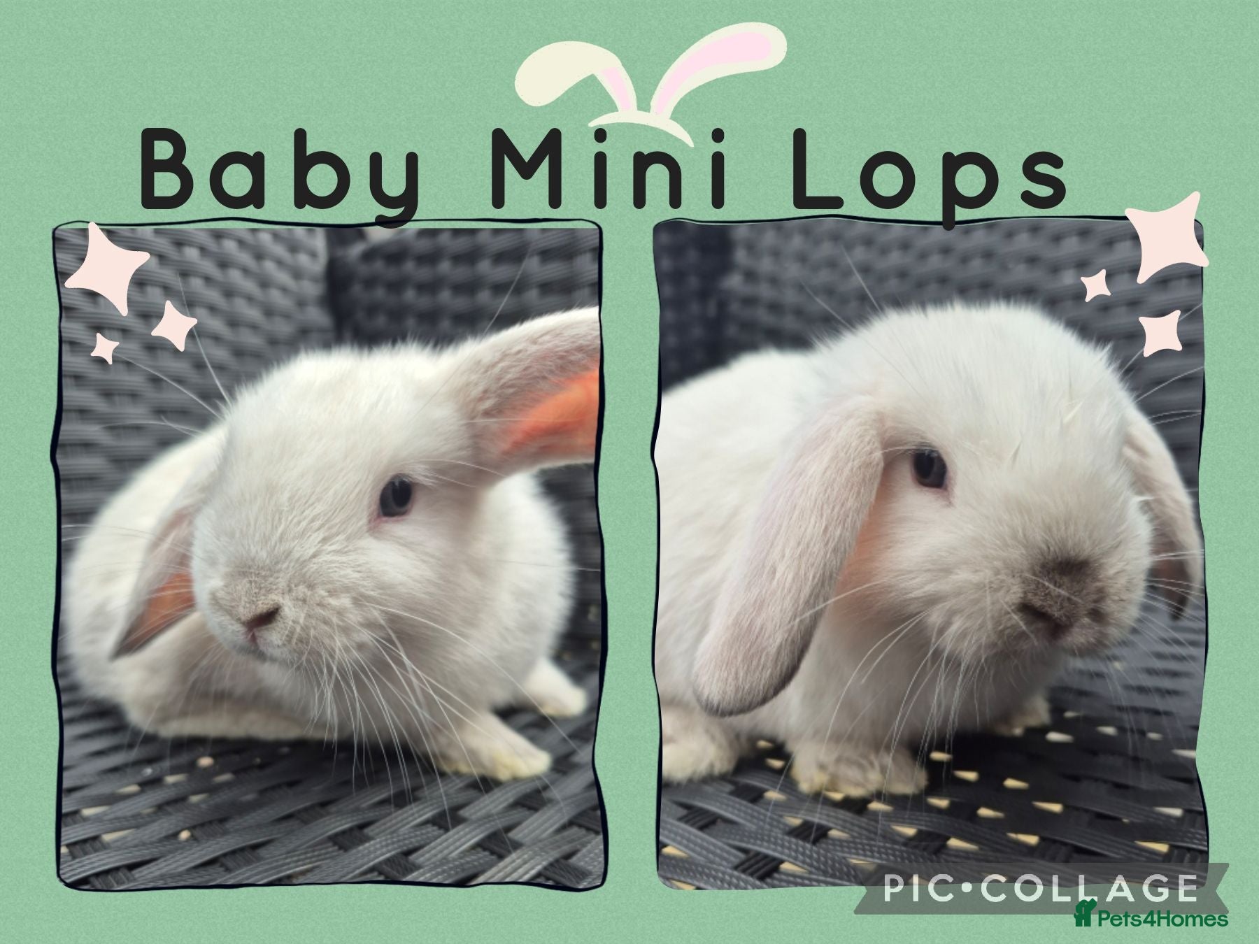 Mini Lop rabbits LAST 2 READY NOW! Pure Mini Lop Babies Boy & Girl  - Advert 1